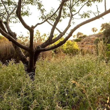 Ferienhaus σκίνος